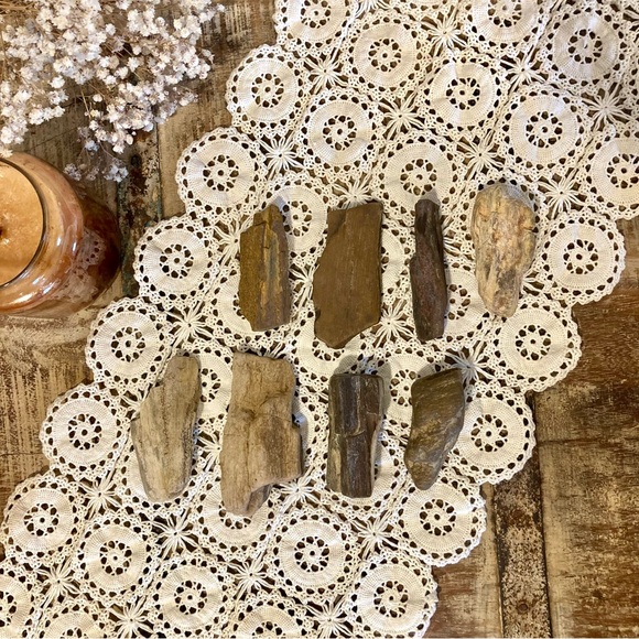 Other - 8pcs Petrified Wood Medium 3” Long